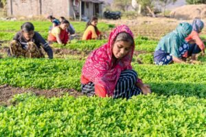 gender inequality and climate change