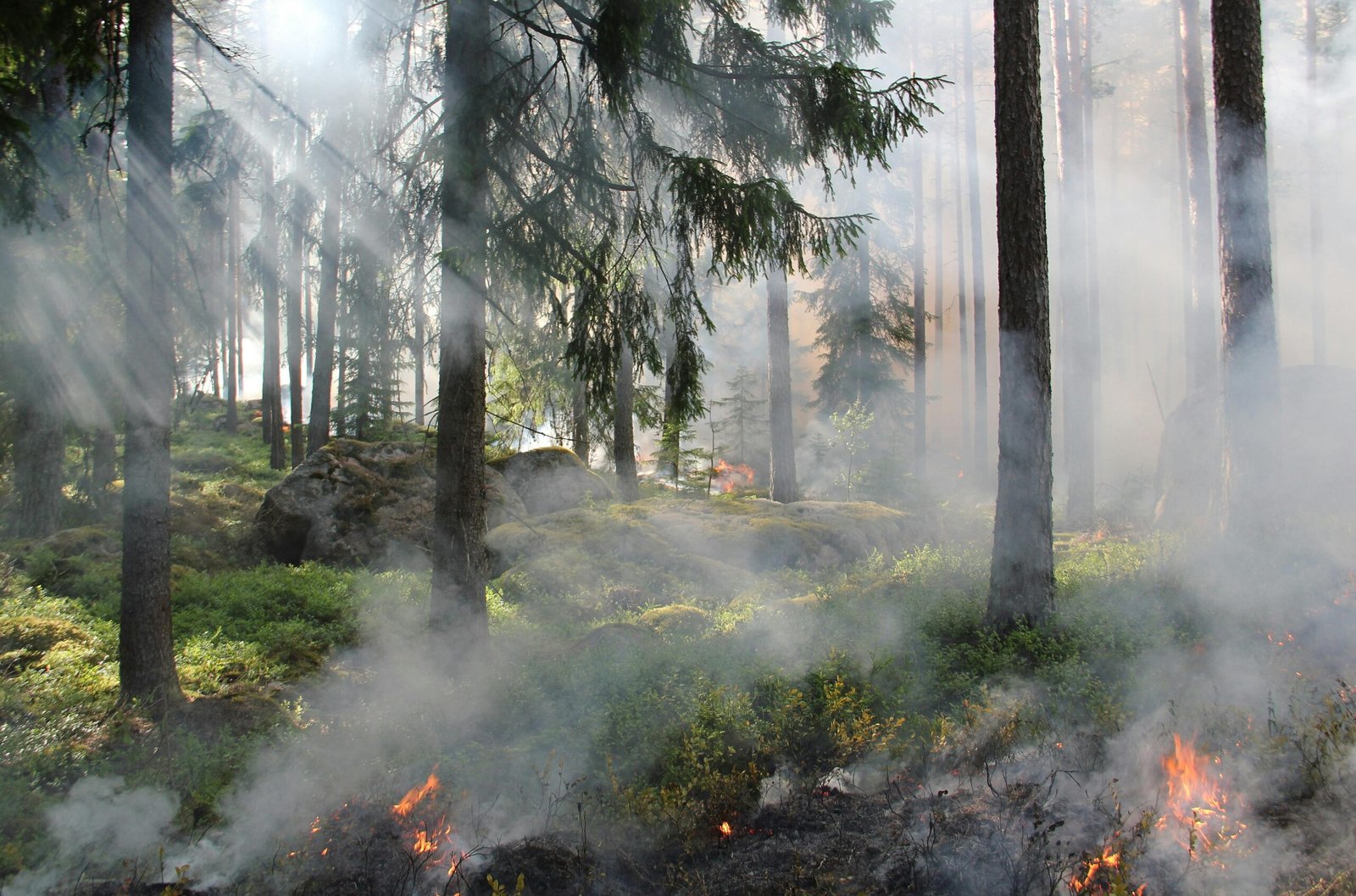Climate change resulting into forest fires.