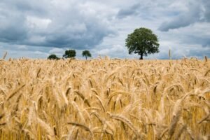 food systems